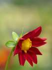 USA-Washington State Daisy Art Print